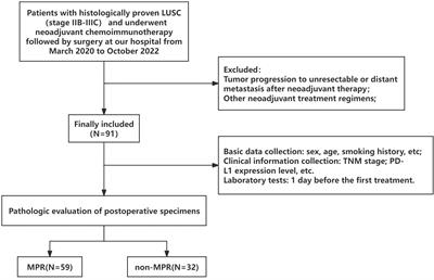 Clinical factors and major pathological response after neoadjuvant chemoimmunotherapy in potentially resectable lung squamous cell carcinoma
